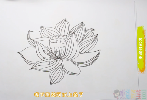 荷花简笔画,幼儿荷花的画法