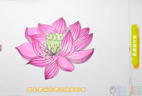 荷花简笔画,幼儿荷花的画法