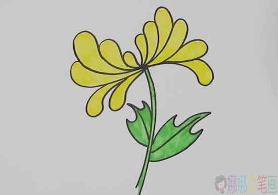 菊花简笔画,菊花的画法步骤