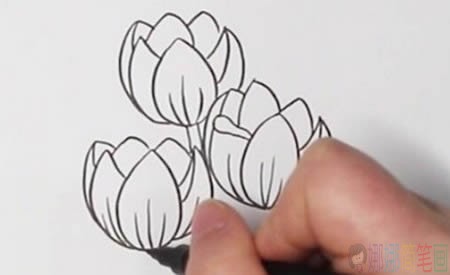 郁金香花朵彩色简笔画