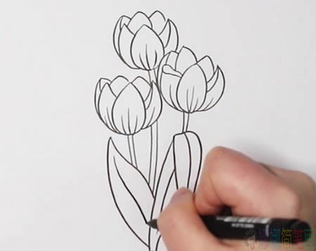 郁金香花朵彩色简笔画